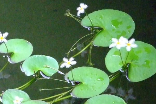 金银莲花叶子变黄如何处理,缺少养分需添加营养液
