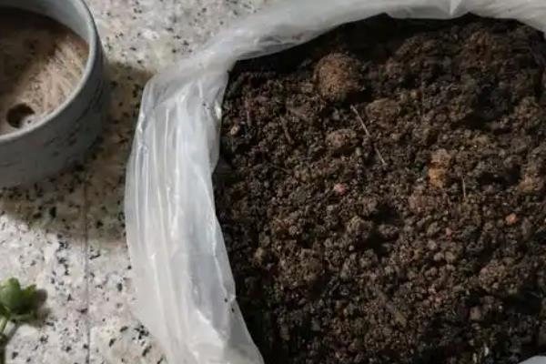 鸟尾花叶子蔫了如何处理，缺少光照要转移到室外晒光