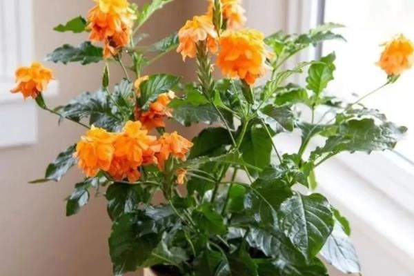 鸟尾花叶子蔫了如何处理，缺少光照要转移到室外晒光