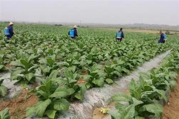 来福灵怎么使用,根据防治对象决定用药量