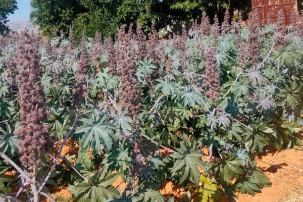 蓖麻的高产种植技术，通常在惊垫至立夏播种