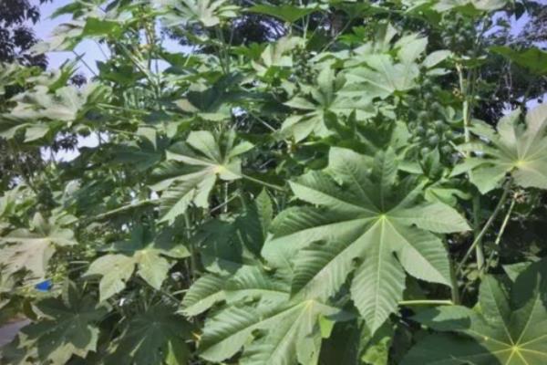 蓖麻的高产种植技术，通常在惊垫至立夏播种