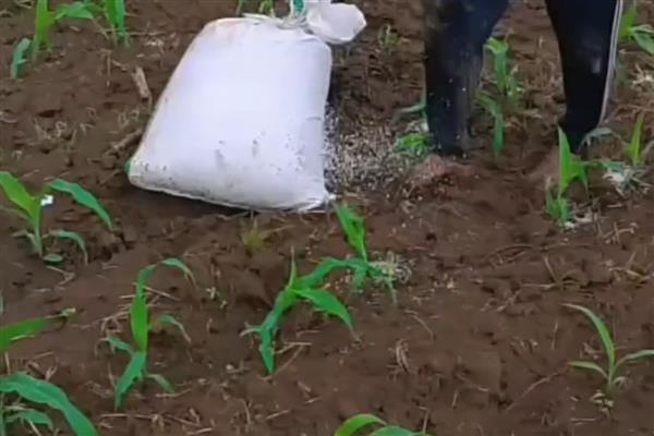 过磷酸钙的使用方法,可集中施用