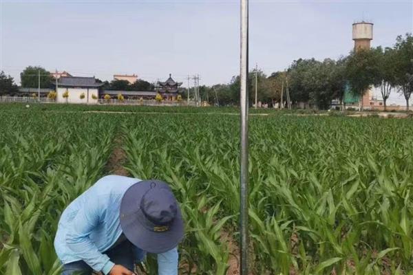 过磷酸钙的使用方法,可集中施用