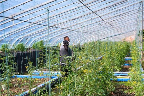 过磷酸钙的使用方法,可集中施用