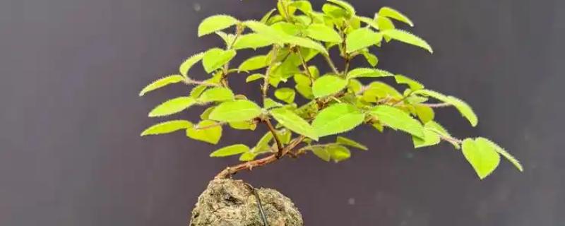 爱心果下山桩种植多久会来芽，需种植30-40天