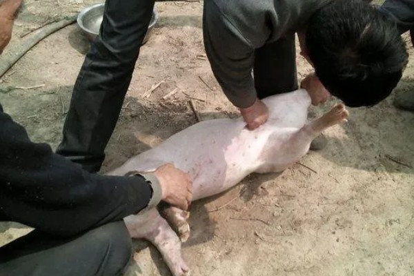 猪生长速度慢的原因,可能是环境变化大所致