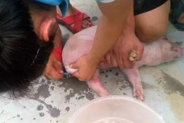 猪生长速度慢的原因,可能是环境变化大所致