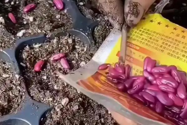 豇豆怎么种植,每穴放种2-3粒