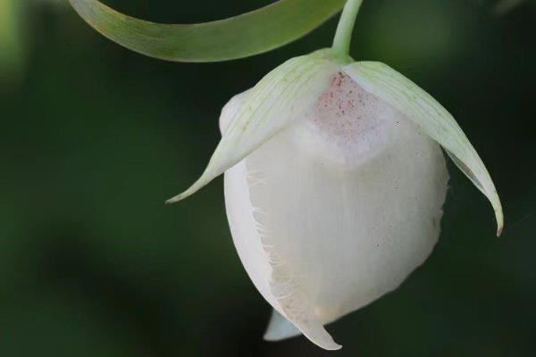 灯笼果的花语,寓意吉祥、纯洁等
