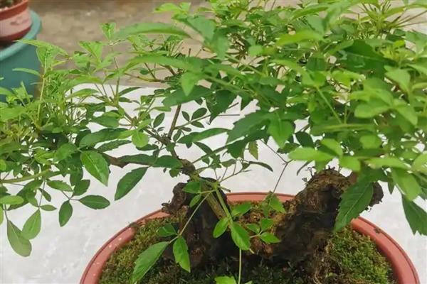 立秋后能不能移栽黄荆,一年四季都可以移栽