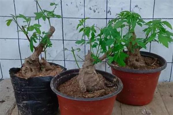 立秋后能不能移栽黄荆,一年四季都可以移栽