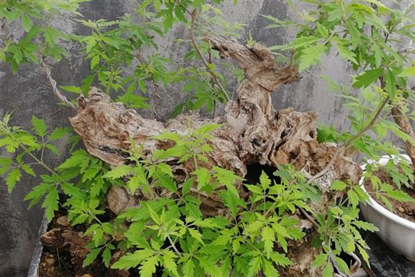 立秋后能不能移栽黄荆,一年四季都可以移栽