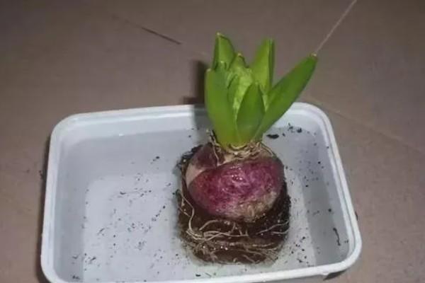 风信子长不高的原因,一般是低温、冷处理不当等因素造成
