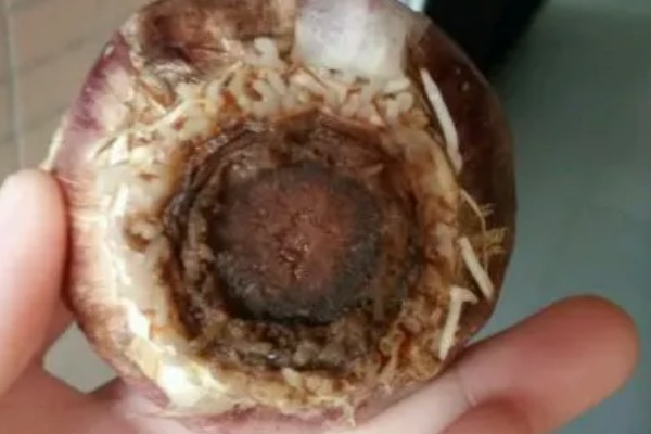 风信子长不高的原因,一般是低温、冷处理不当等因素造成