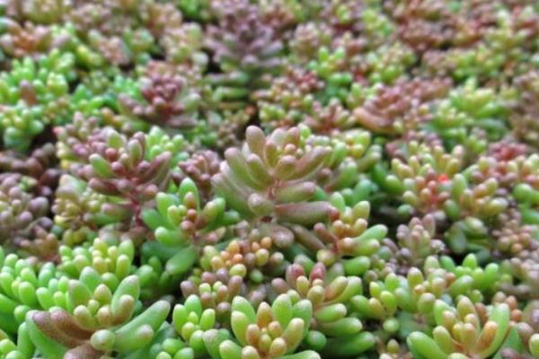 玉米石叶插的方法，建议在春秋季节进行