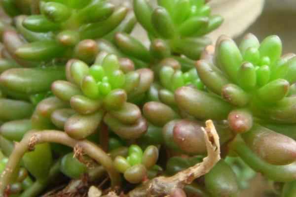 玉米石叶插的方法，建议在春秋季节进行