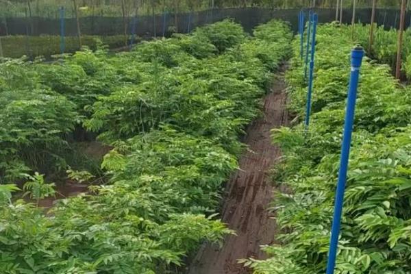 北方能种植黄花梨吗,不可在北方种植