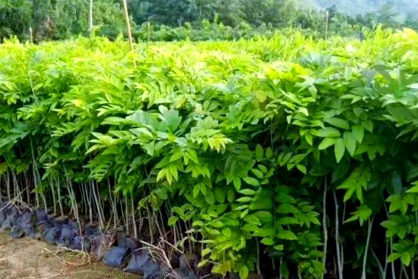 北方能种植黄花梨吗,不可在北方种植