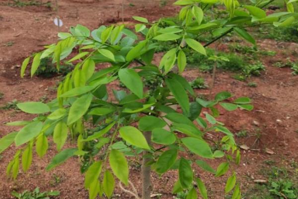 北方能种植黄花梨吗,不可在北方种植