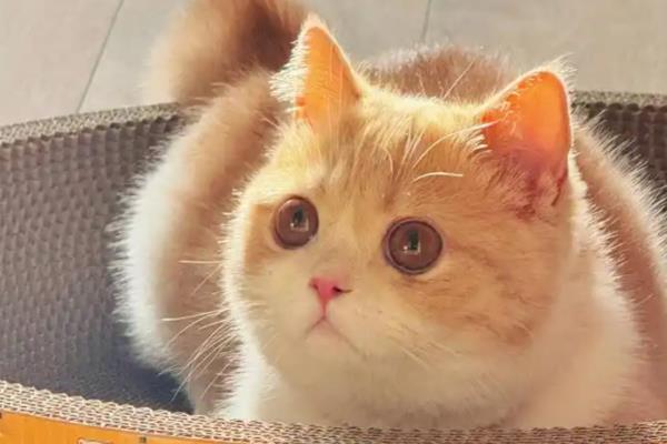 猫有哪些应激反应，受到惊吓或刺激后会应激