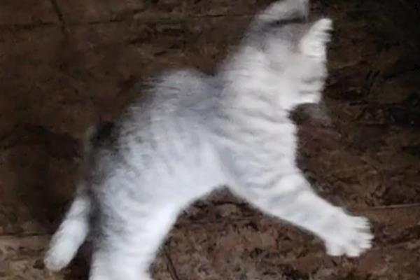 猫有哪些应激反应，受到惊吓或刺激后会应激