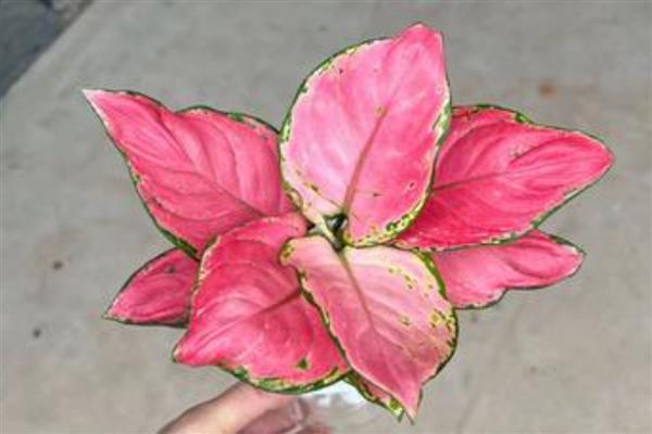 如意皇后有没有毒,属于无毒植物