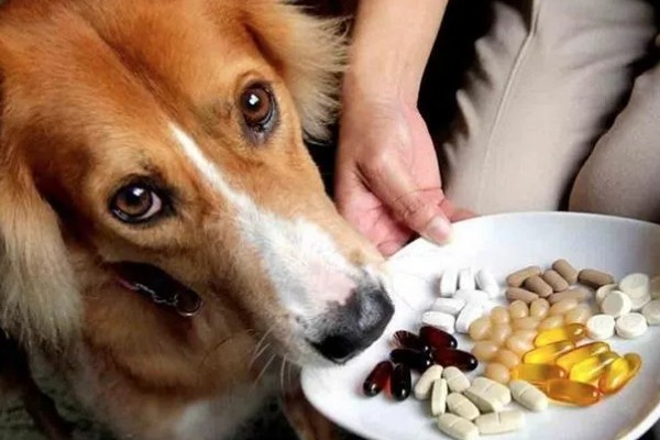 狗一整天不吃不喝怎么办，可更换食物或吃消食片
