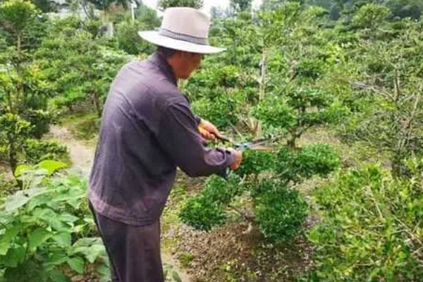 雀舌黄杨的修剪方法,摘除顶端的枝叶可以控制株高