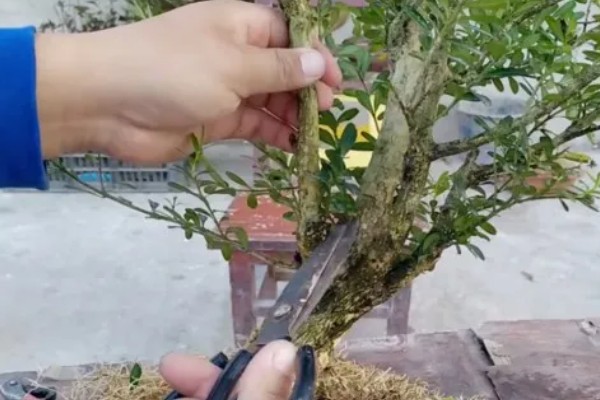 雀舌黄杨的修剪方法,摘除顶端的枝叶可以控制株高