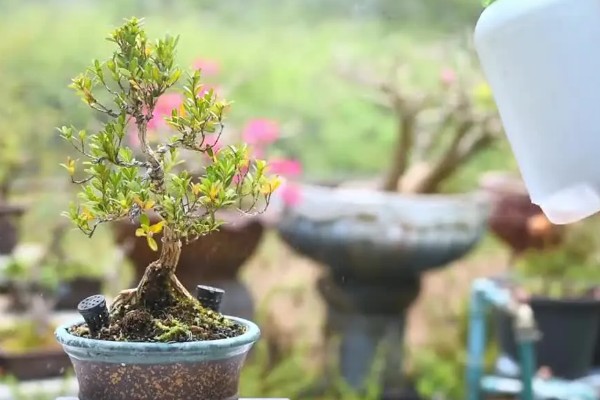 雀舌黄杨的修剪方法,摘除顶端的枝叶可以控制株高