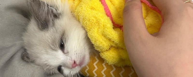 猫发烧的原因是什么，分为感染性和非感染性发烧