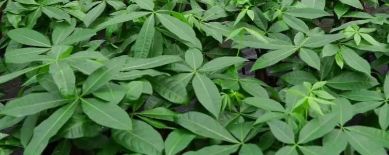 发财树的种植方法，适宜生长在温暖的环境中