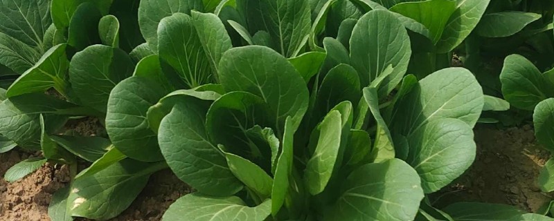 上海青几月种植最好，在2-3月和9-10月种植