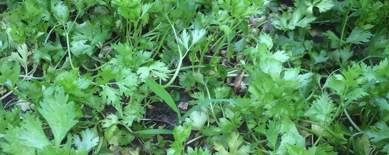 芹菜黑腐病如何防治，推荐喷施百菌清