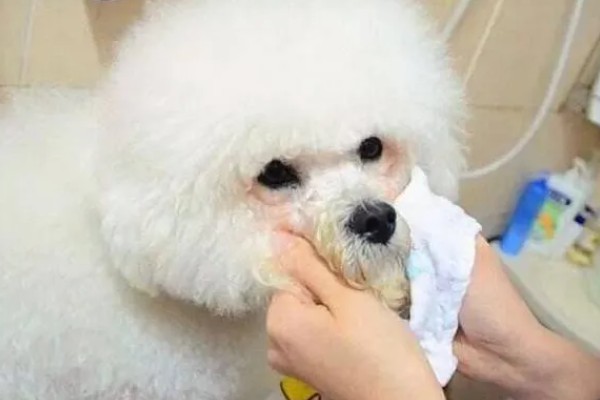 狗狗洗澡后要注意什么,洗完后尽快吹干毛发