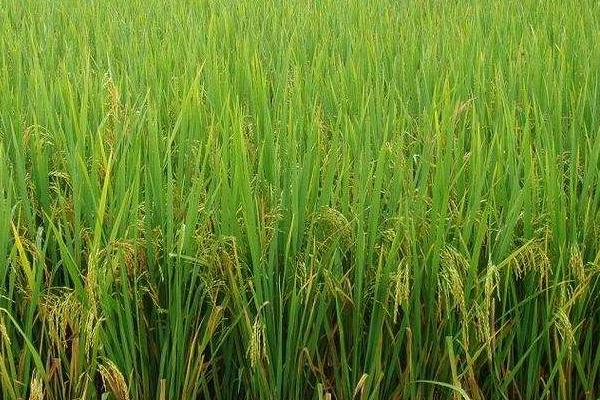隆腾两优8612水稻品种简介,秧田亩播种量10.0千克