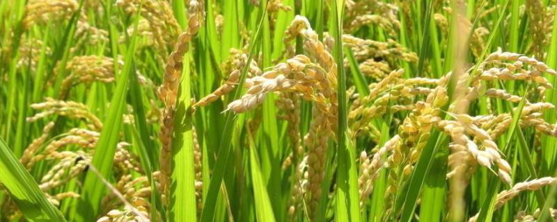 品香优103水稻种子特征特性，该品种基部叶叶鞘绿色