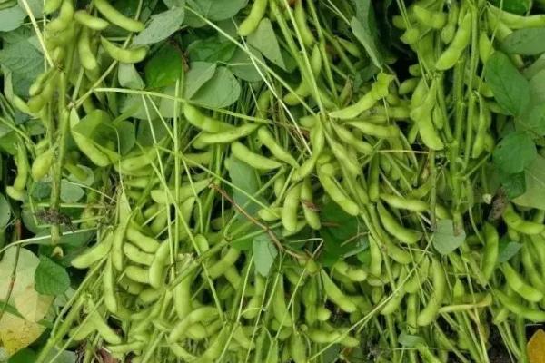 廊豆13大豆种子介绍,中抗花叶病毒病7号株系