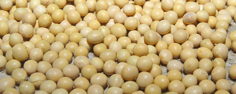 廊豆13大豆种子介绍，中抗花叶病毒病7号株系