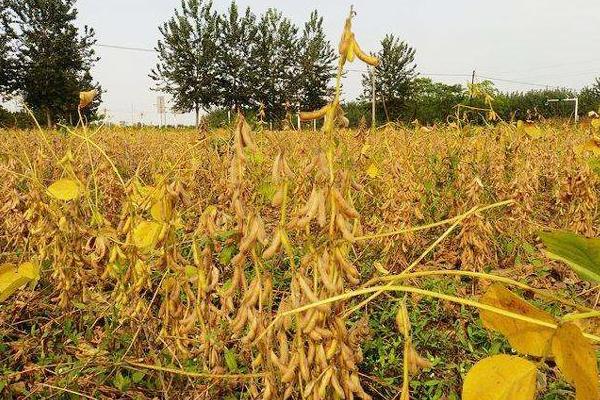 廊豆13大豆种子介绍,中抗花叶病毒病7号株系