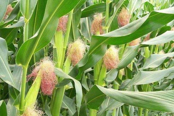郑品玉538玉米种子特征特性,密度5500株/亩左右