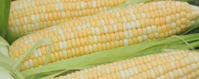 GZ45玉米品种的特性，注意防治病虫害