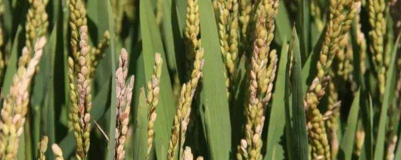 驰两优8294水稻品种简介，秧田播种量每亩10.0千克
