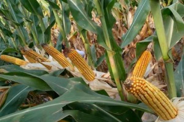 艾米歌甜5号玉米品种的特性,注意防治南方锈病