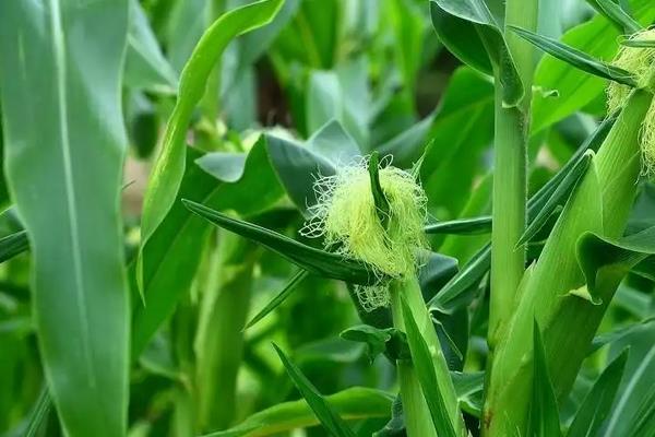 渝青玉15号玉米种子特点,中抗纹枯病