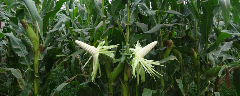 六颗星808玉米种子简介，中抗茎腐病