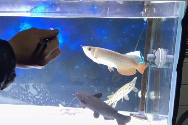 龙鱼的投喂方法,幼鱼可以一天喂2次