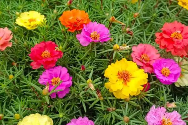 太阳花怎样修剪，可适当修剪主茎干