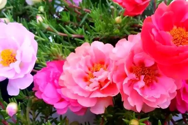 太阳花怎样修剪，可适当修剪主茎干